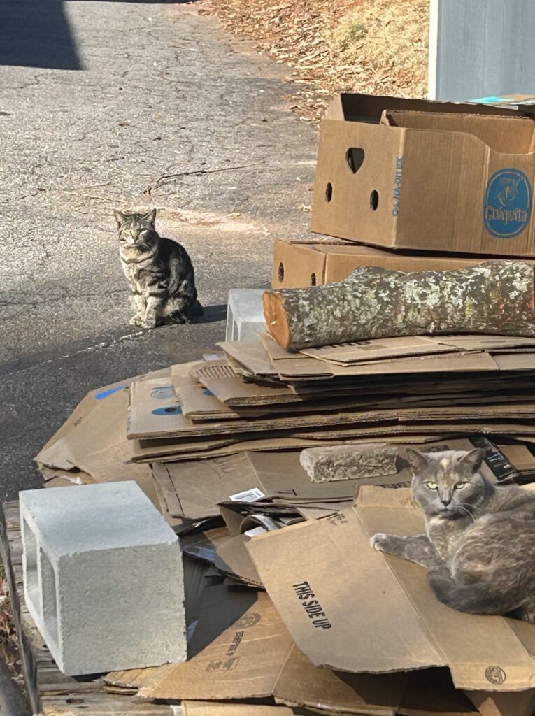 smith march 8 number 4 img 3719